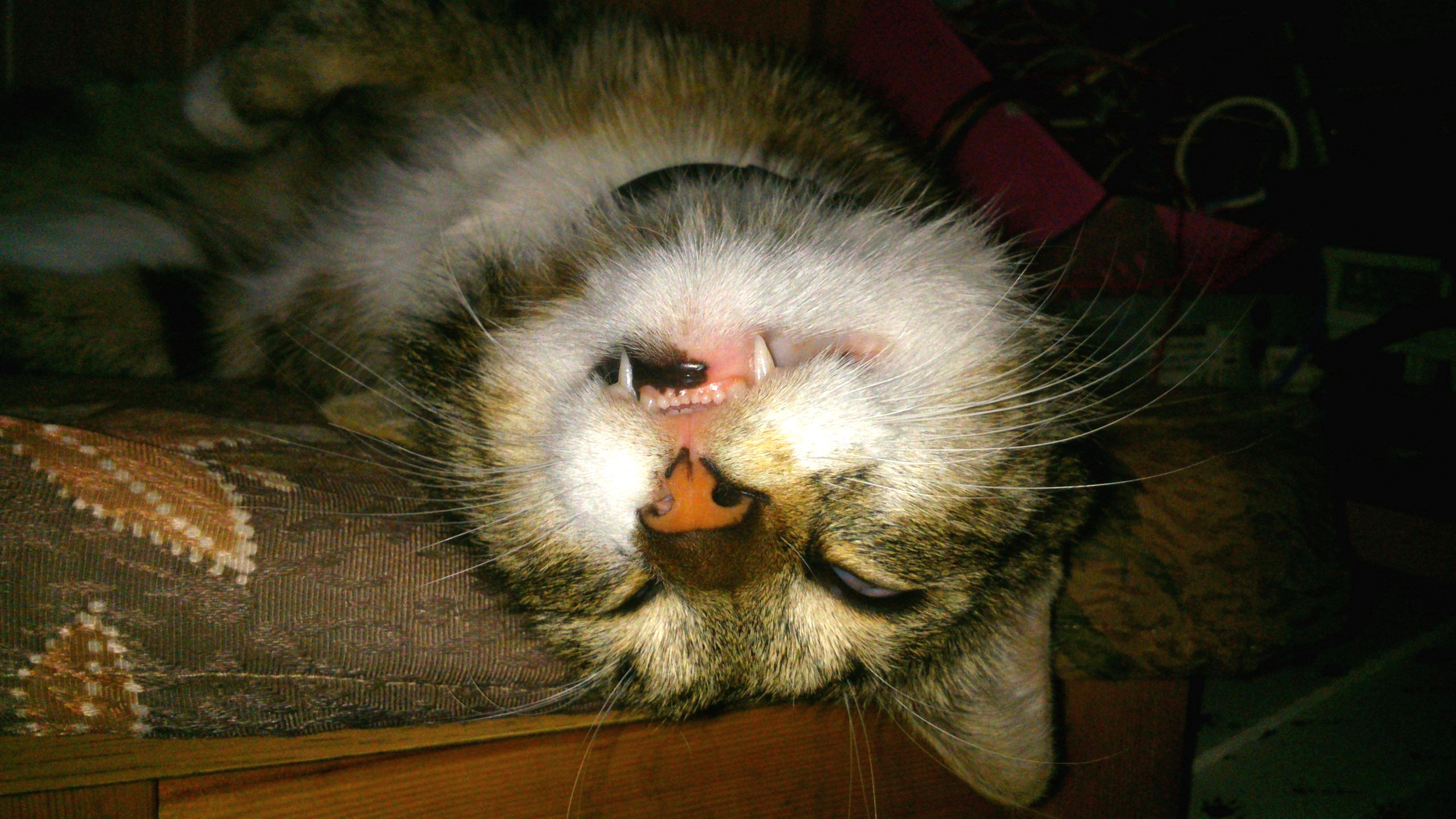 whatever I did last night was fun.jpg