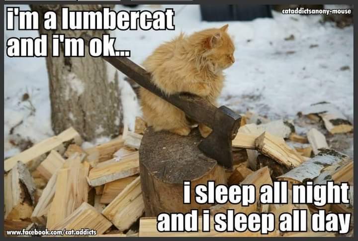 lumberjack cat.jpg