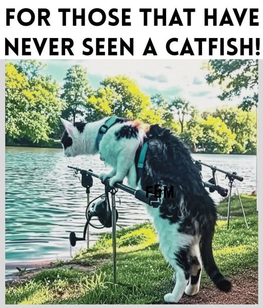 a cat fish.jpg