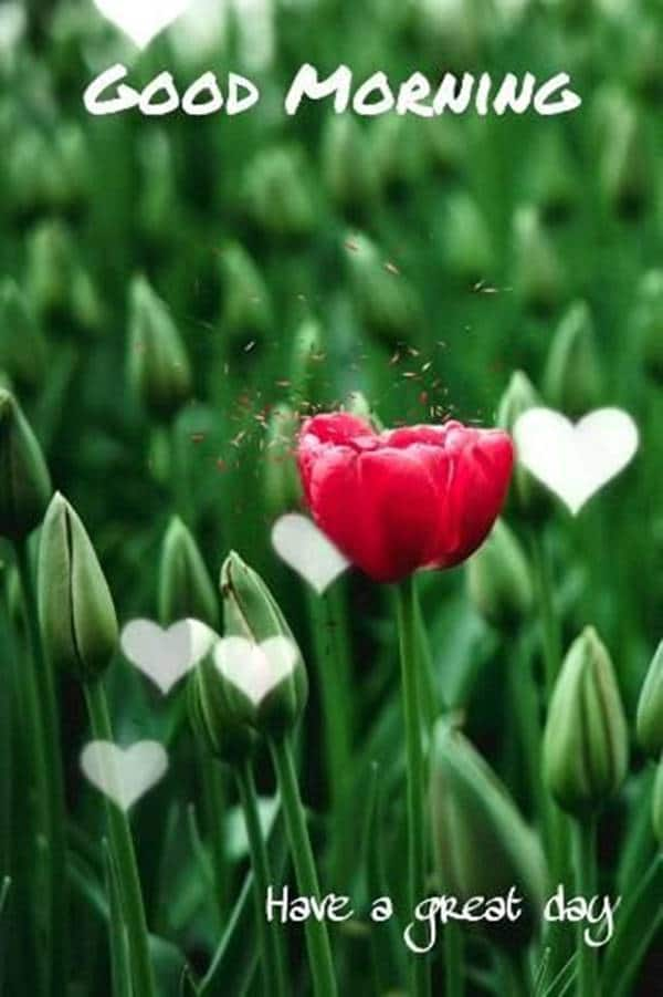 good morning  have a great day.png