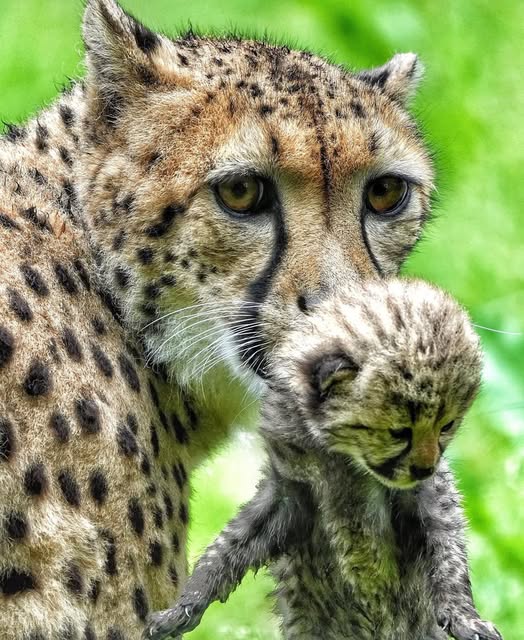 Cheetah and baby.jpg