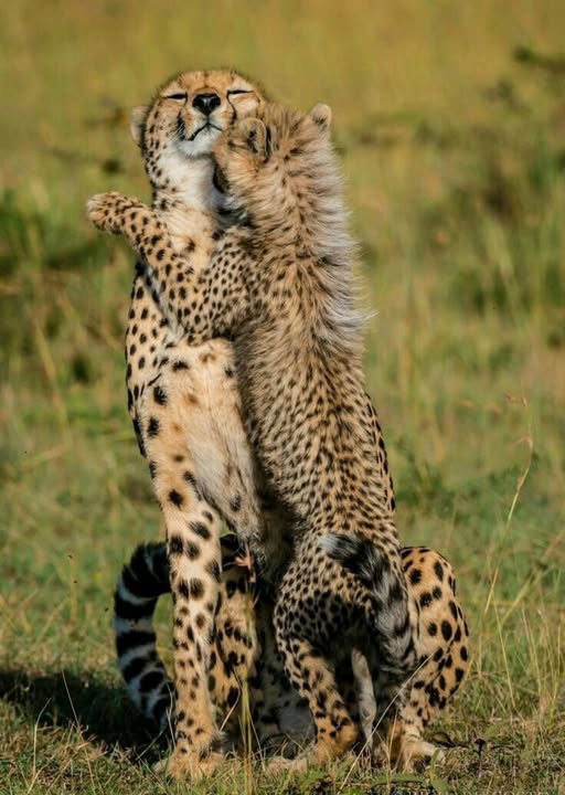 cheetah mama and baby.jpg