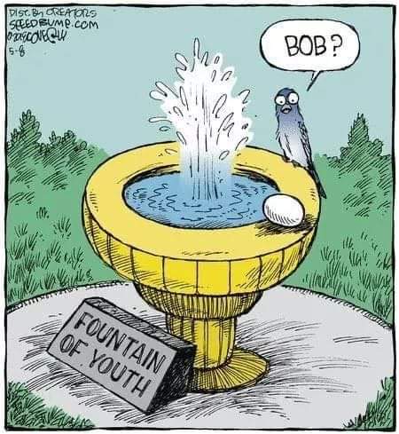 bird at fountain of youth.jpg