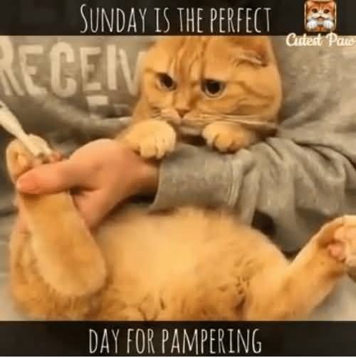 Sunday is the purrfect day for pampering.jpg