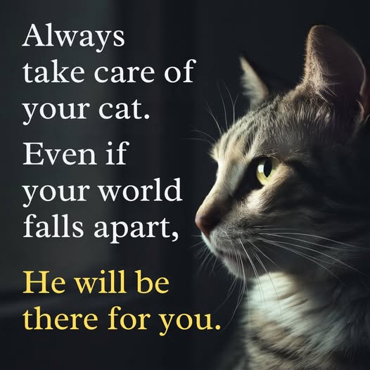 always take care of your cat.jpg