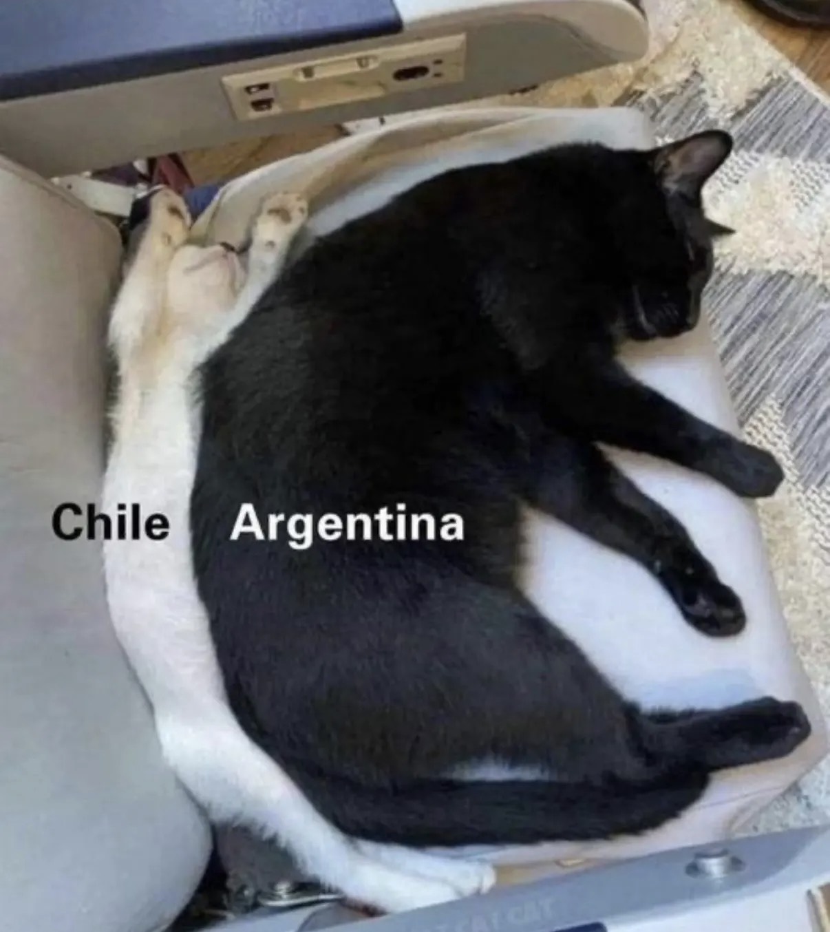 chile and argentina cats.jpg