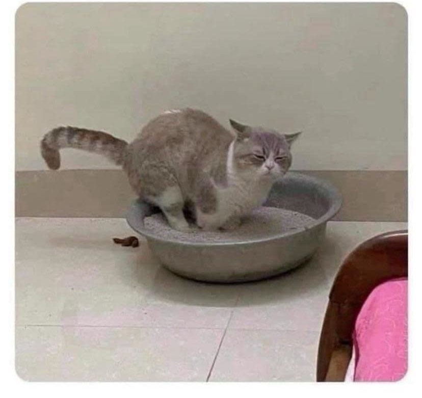 disgusting cat.jpg