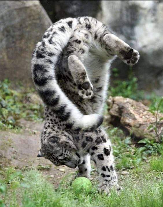 kitty fun.jpg