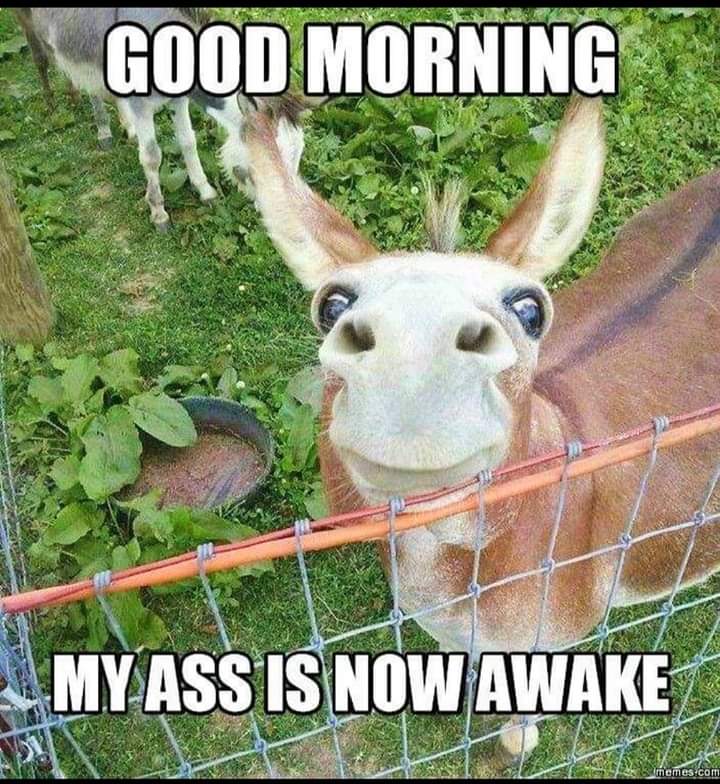 ass now awake.jpg