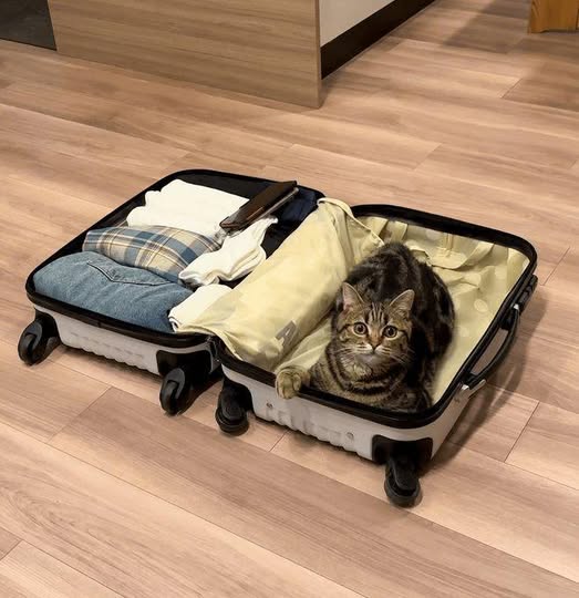 A cat who doesn’t want to say goodbye.jpg