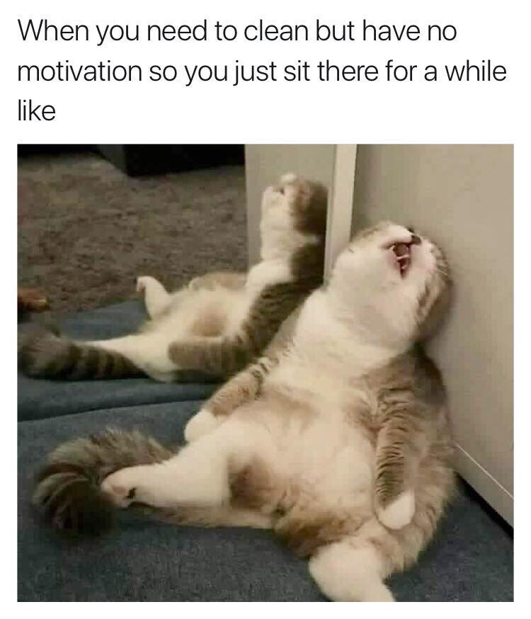 motivated cat.jpeg