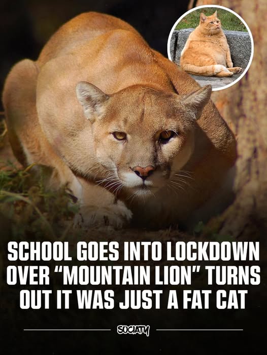 fat cat at school.jpg