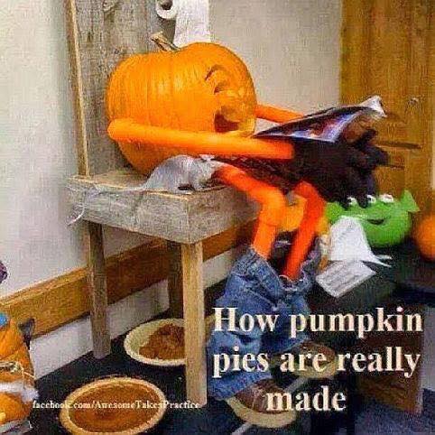 how pumpkin pies are made.jpg