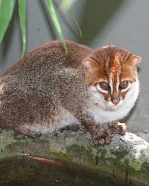 flat-headed cat (Prionailurus planiceps).jpg
