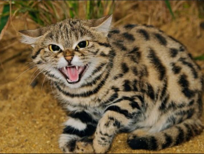 deadliest cat   the small black-footed cat.jpg