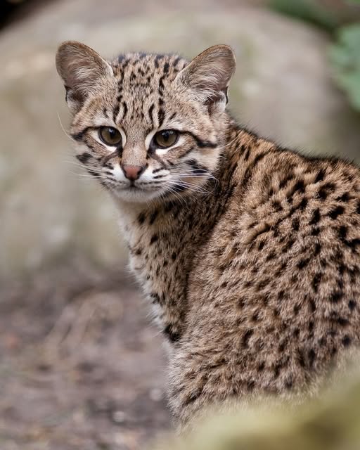 Geoffrey’s cat   Leopardus geoffroyi.jpg