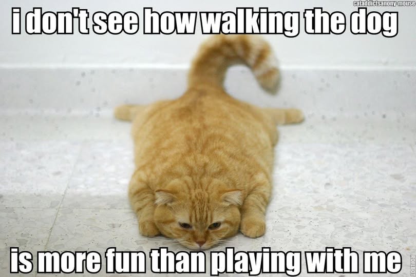 sad cat.jpg