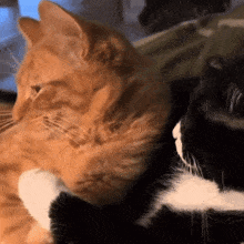 cat snuggles.gif