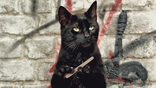 Unimpressed Cat.gif