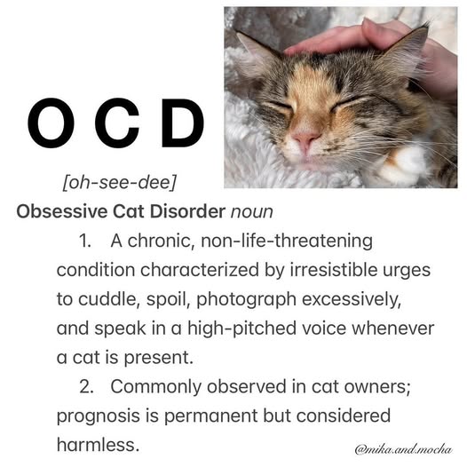 obsessive cat disorder.jpg