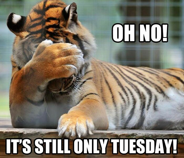still only tuesday.jpg