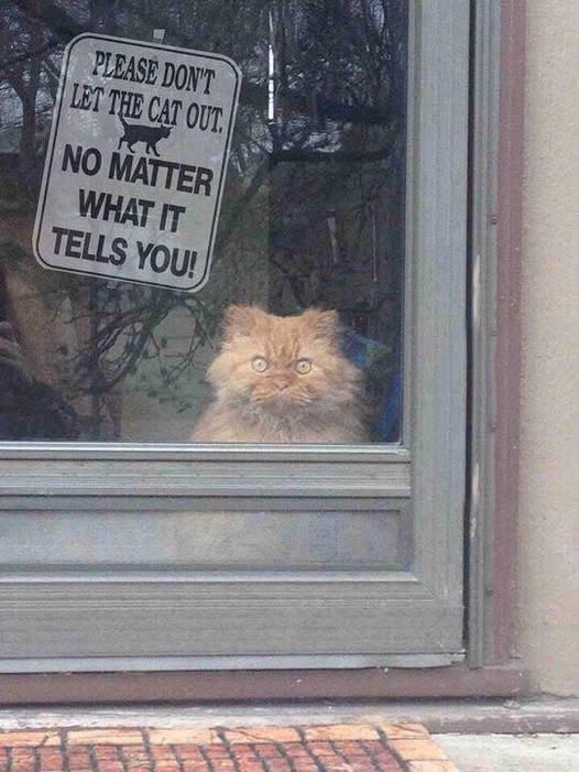 dont let cat out.jpg