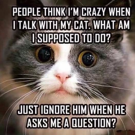 crazy talking to my cat.jpg