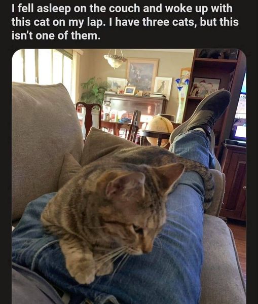 not my cat.jpg
