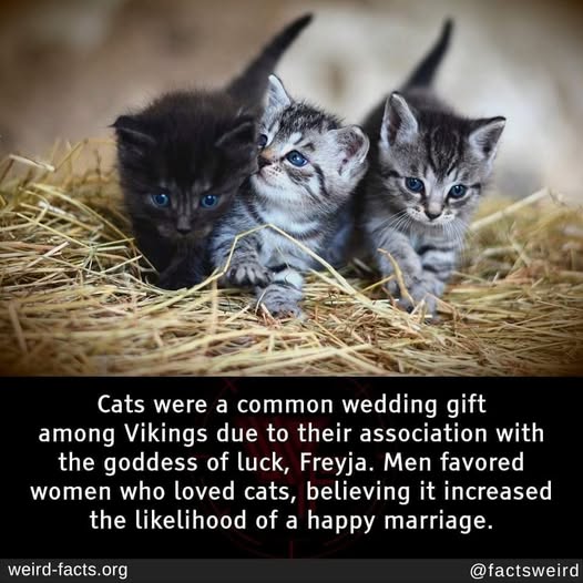 cats as wedding gifts.jpg