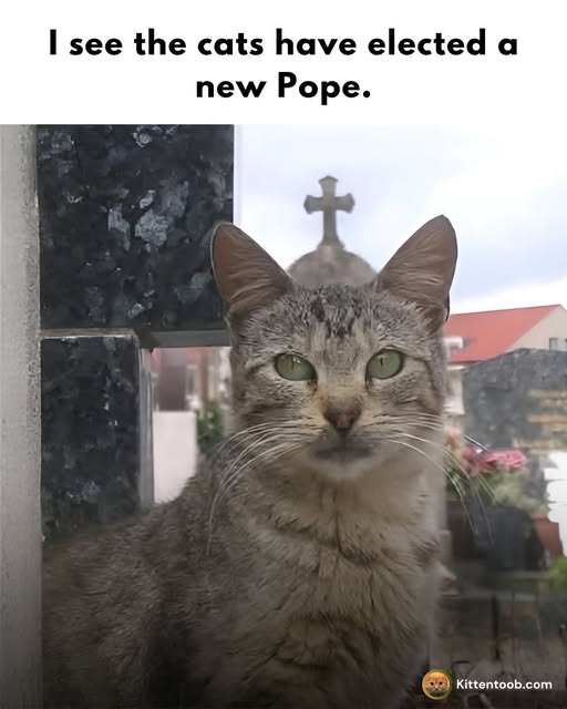 cat pope.jpg