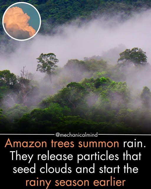 rain makers.jpg