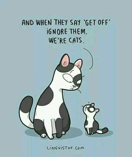 ignore them  we're cats.jpg
