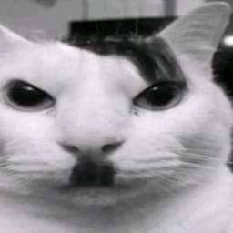 hitler cat.jpg
