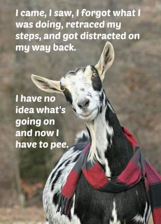 i came i saw i forgot what I was doing now i have to pee.jpg