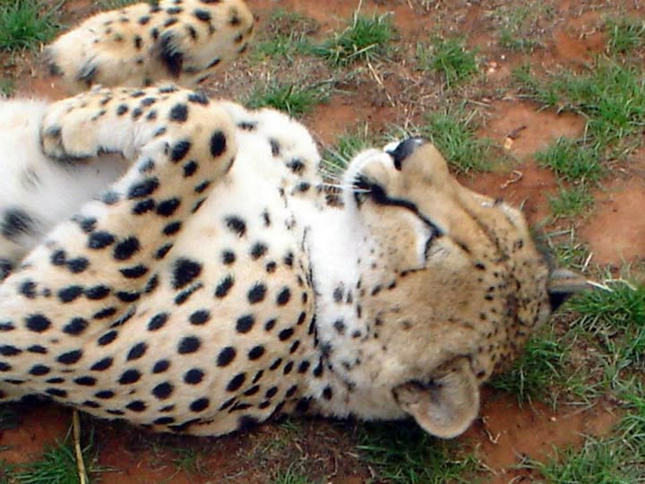Nap time.jpg
