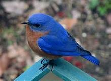 bluebird.jpg