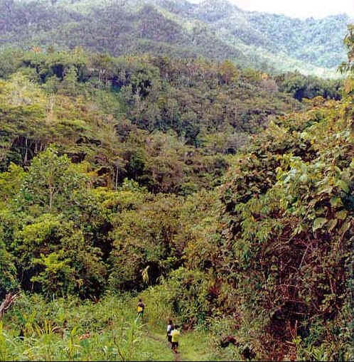 kokoda trail.jpg