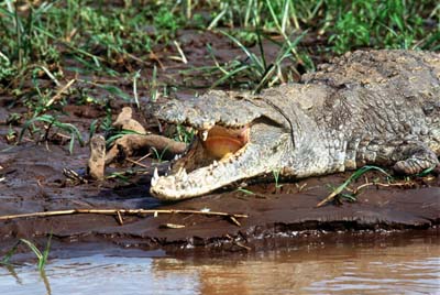 crocodile.jpg