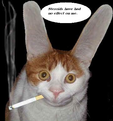 big ears2.jpg