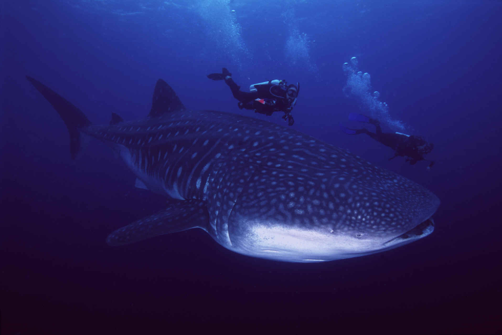 Whale20shark20body.jpg