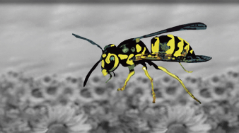 animated_wasp.gif