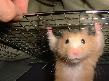 Hamster.jpg