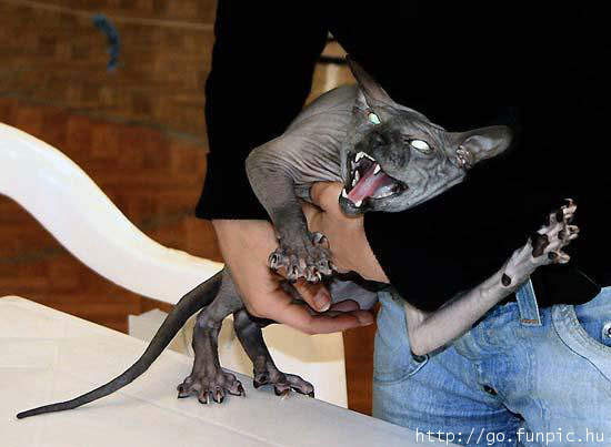demoncat.jpg