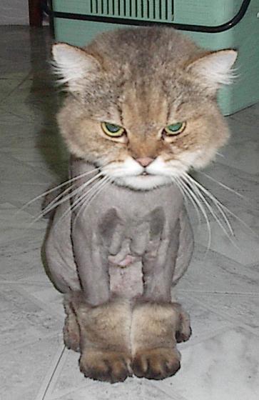 pissedoffkitty.jpg