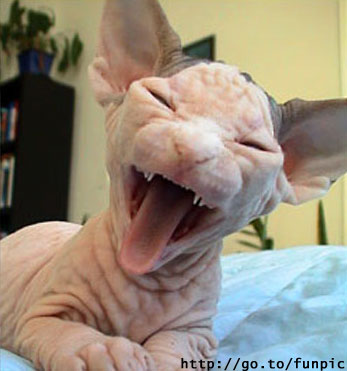 Naked cat.jpg