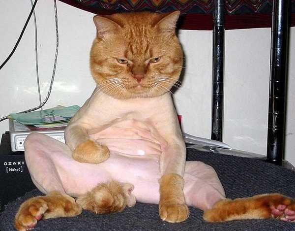 funnylook..avedcat.jpg
