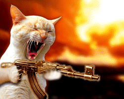 warofthecats.gif