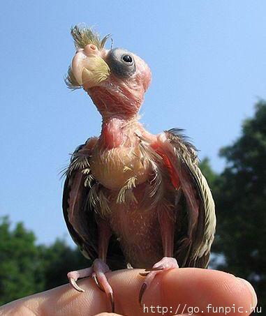 Weirdparrot.jpg