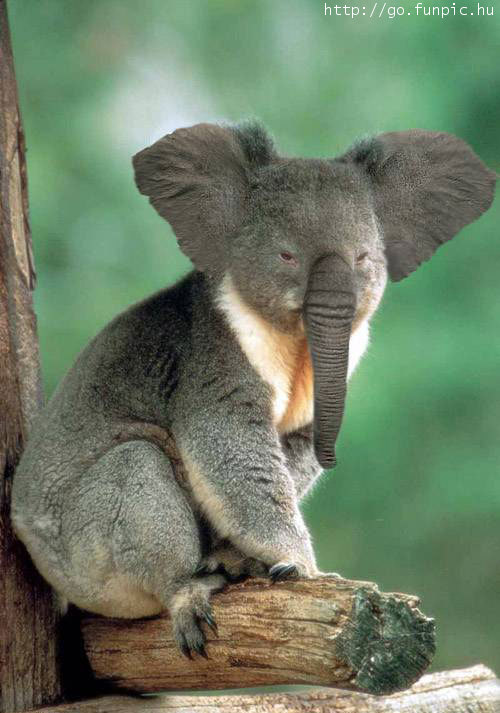 Elephantkoala.jpg
