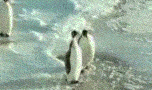 Penguinsl..ariant2.gif